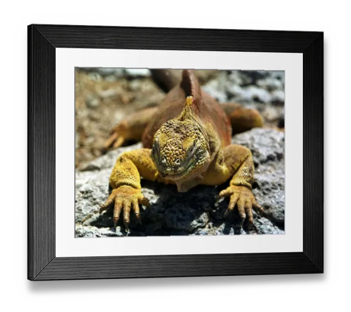 Framed Print : Ecuador-Galapagos-Iguanas Framed Print : Ecuador-Galapagos-Iguanas