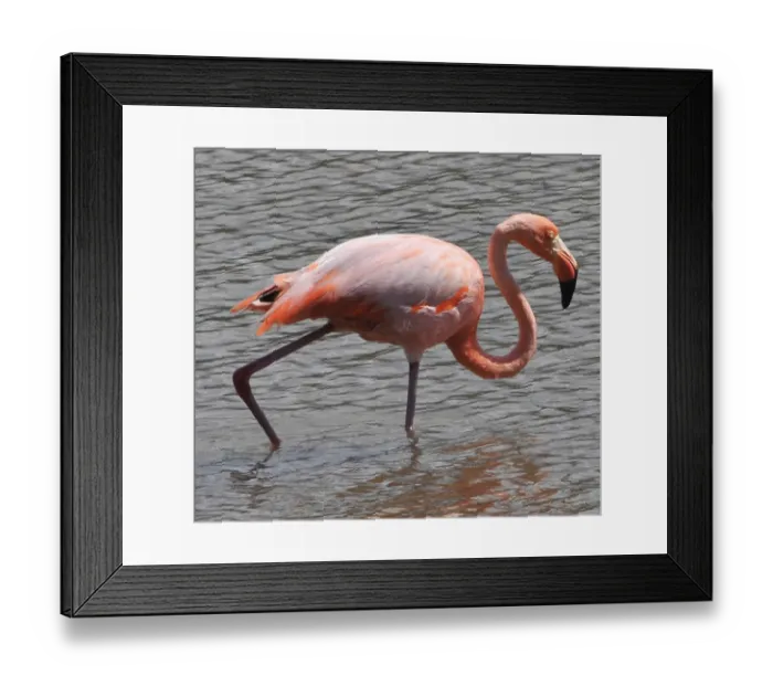 Framed Print : Ecuador-Nature-Galapagos Framed Print : Ecuador-Nature-Galapagos