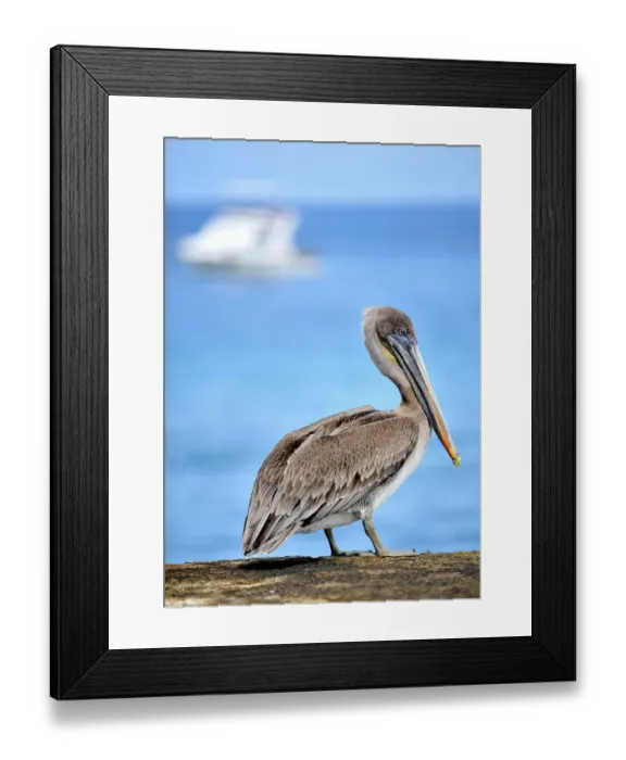 Framed Print : Ecuador-Nature-Galapagos