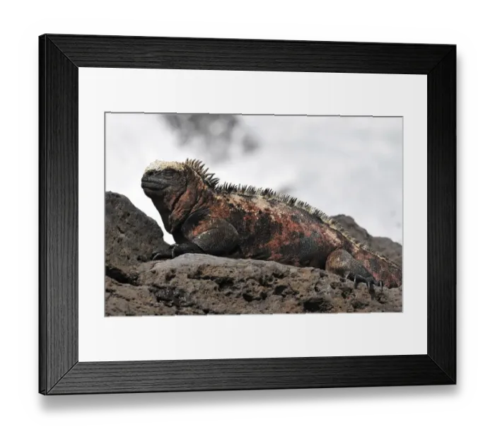Framed Print : Ecuador-Nature-Galapagos