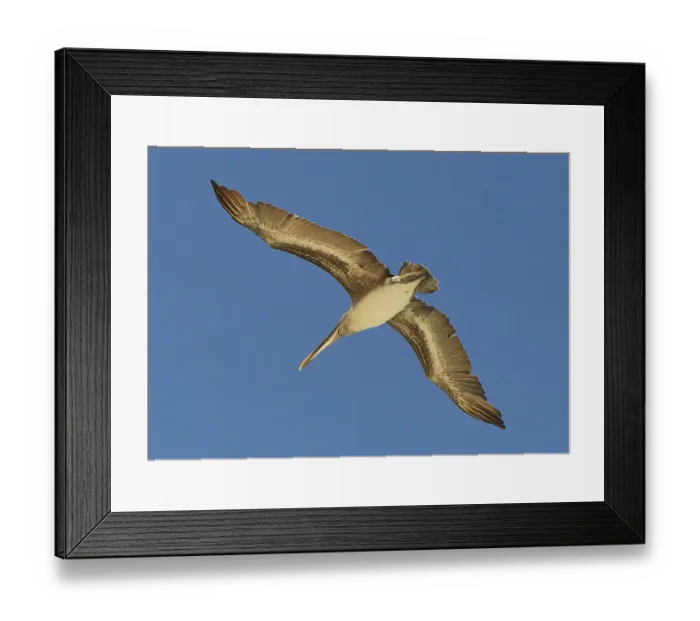 Framed Print : Pelican at Floreana island Framed Print : Pelican at Floreana island