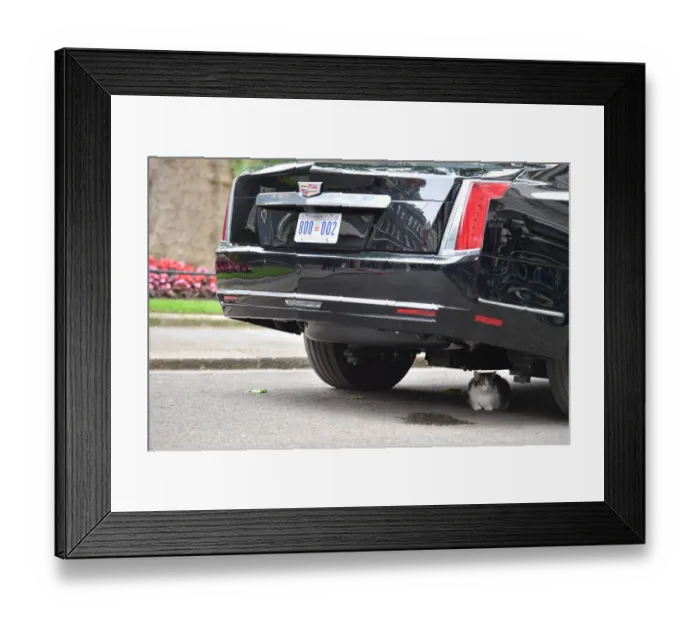 Framed Print : Cat-Britain-Us-Politics-Diplomacy Framed Print : Cat-Britain-Us-Politics-Diplomacy