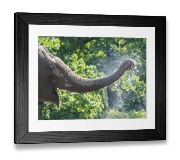 Framed Print : Germany-Weather-Heat-Elephant Framed Print : Germany-Weather-Heat-Elephant