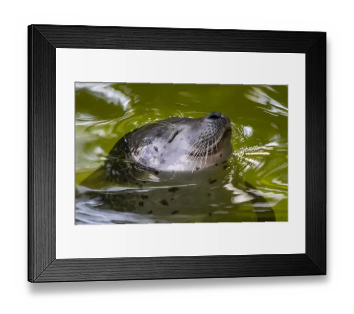 Framed Print : Seal-Animal-Germany