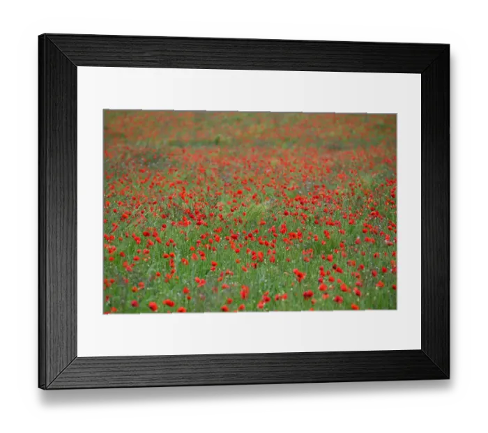 Framed Print : France-Poppy-Nature-Flowers Framed Print : France-Poppy-Nature-Flowers
