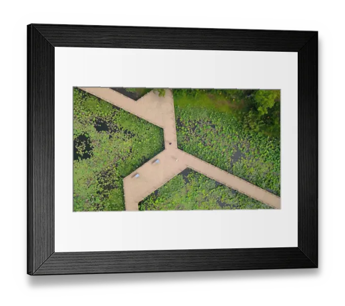 Framed Print : China-Lotus-flowers-canal-aerial-green Framed Print : China-Lotus-flowers-canal-aerial-green