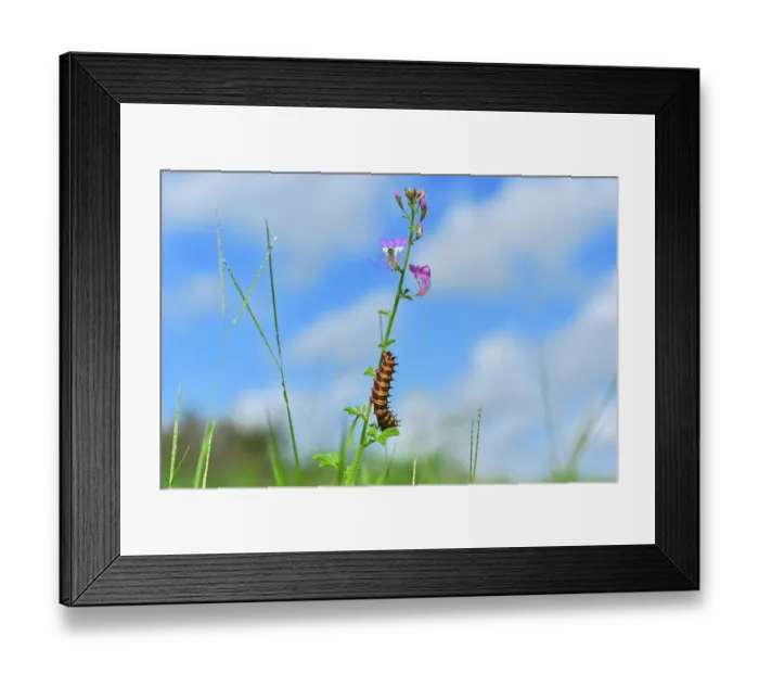 Framed Print : Kenya-Nature-caterpillar Framed Print : Kenya-Nature-caterpillar