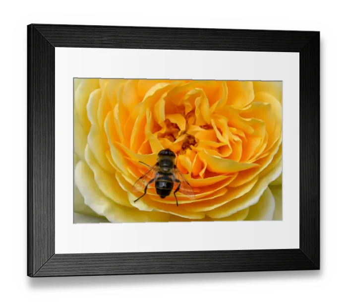 Framed Print : France-Bee-Flower-Nature-Yellow-Rose Framed Print : France-Bee-Flower-Nature-Yellow-Rose