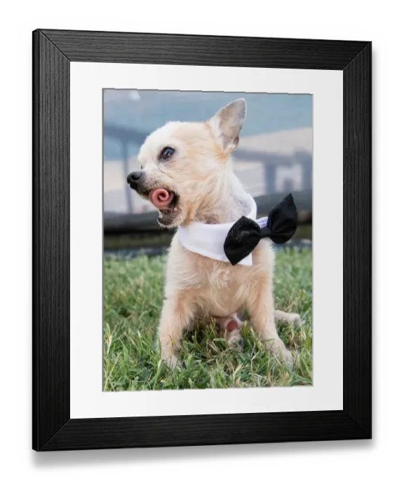 Framed Print : Worlds Ugliest Dog Competition