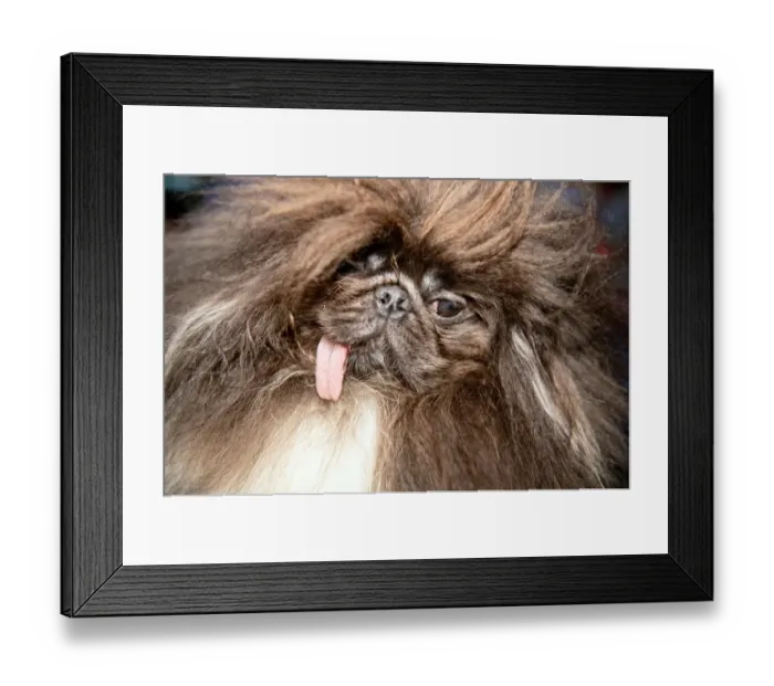Framed Print : dog-World Ugliest Dog Competition - Animal