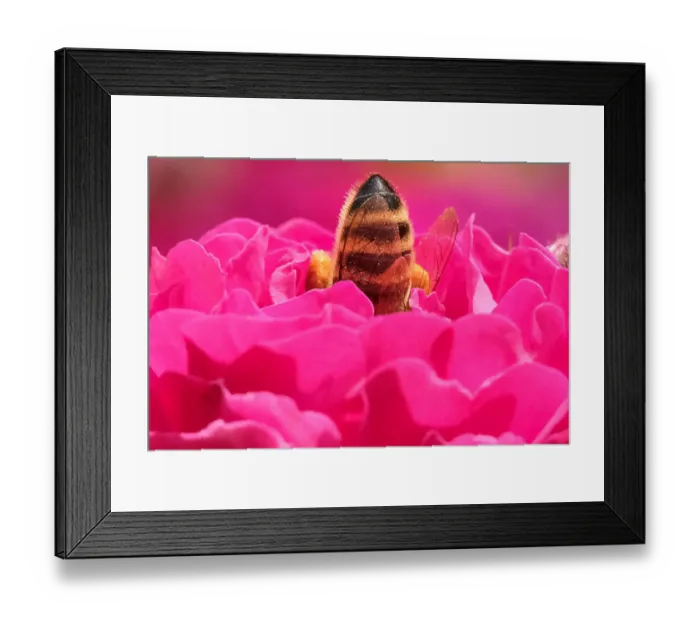 Framed Print : Russia-Flower-Bee-pink Framed Print : Russia-Flower-Bee-pink