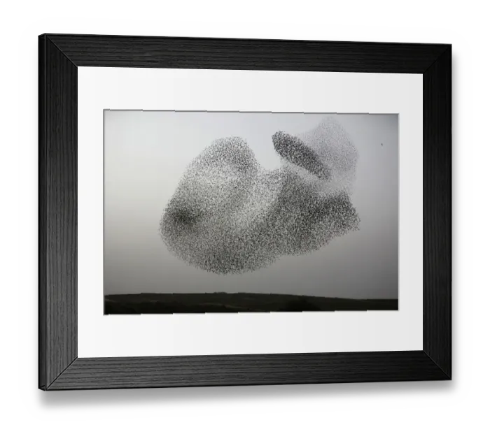 Framed Print : Israel-Birds-Murmuration