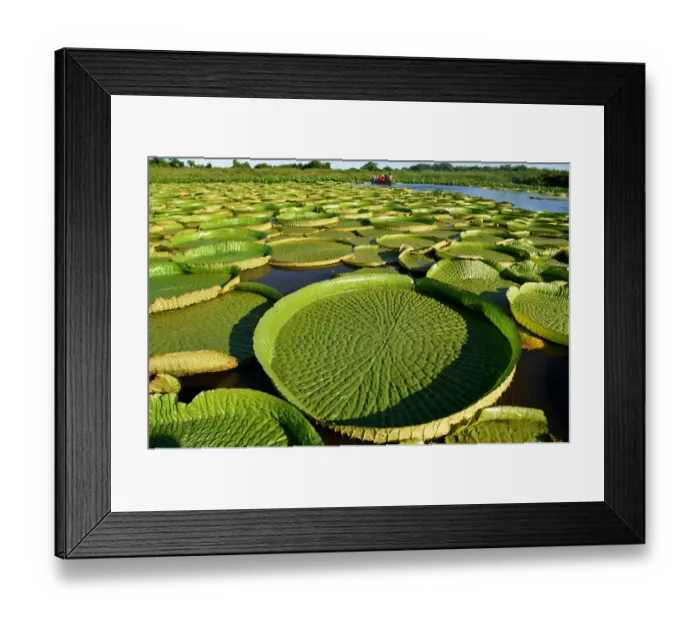Framed Print : Paraguay-Nature-Water Lily-Victoria