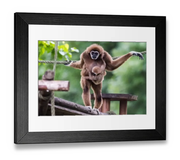 Framed Print : Macedonia-Zoo-Animal Framed Print : Macedonia-Zoo-Animal