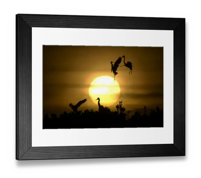 Framed Print : Indonesia-Animal Framed Print : Indonesia-Animal