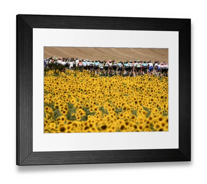 Framed Print : Pack rides through sunflower fields
