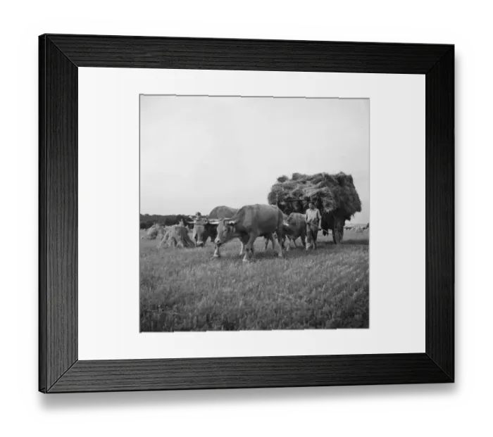 Framed Print : FRANCE-AGRICULTURE-HARVEST