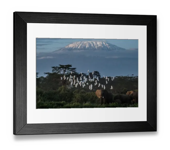 Framed Print : A general view of elephants grazing with a view of the snow-capped Mount Kilimanjaro in Framed Print : A general view of elephants grazing with a view of the snow-capped Mount Kilimanjaro in