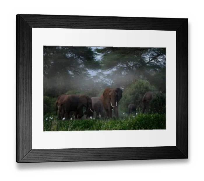 Framed Print : A general view of elephants grazing after spraying sand on their bodies at Kimana Framed Print : A general view of elephants grazing after spraying sand on their bodies at Kimana