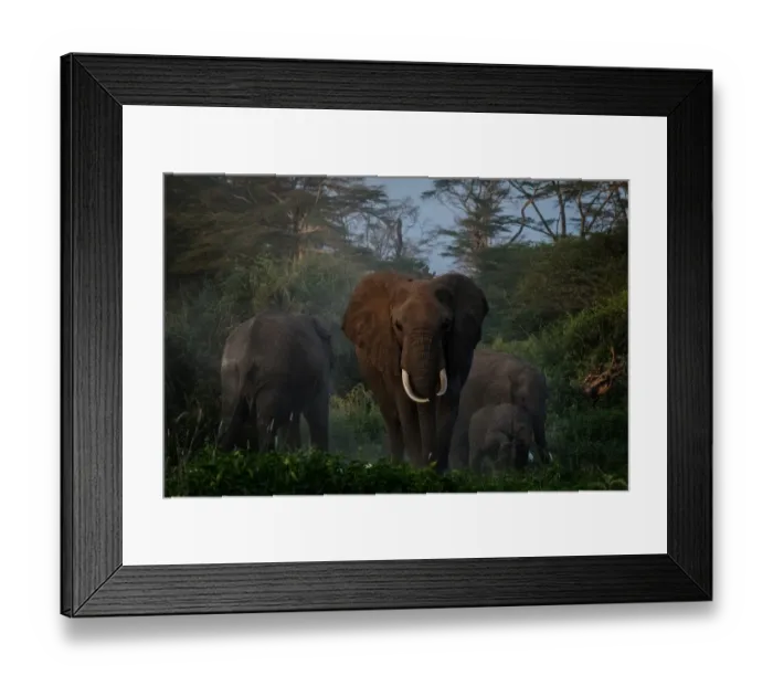 Framed Print : A general view of grazing elephants at Kimana Sanctuary in Kimana, Kenya, on March 2 Framed Print : A general view of grazing elephants at Kimana Sanctuary in Kimana, Kenya, on March 2