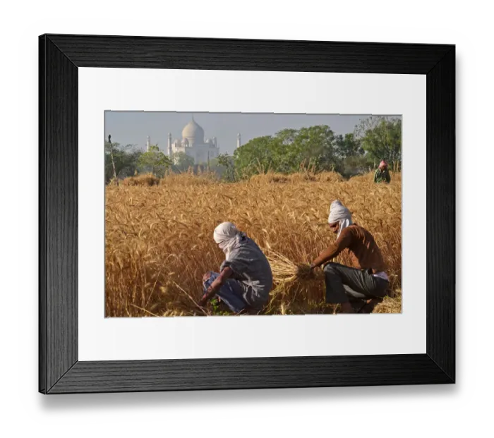 Framed Print : INDIA-ECONOMY-AGRICULTURE Framed Print : INDIA-ECONOMY-AGRICULTURE