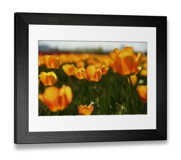 Framed Print : INDIA-KASHMIR-TOURISM-TULIPS