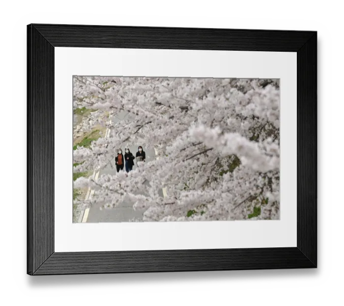Framed Print : KOREA-WEATHER-LIFESTYLE-SPRING Framed Print : KOREA-WEATHER-LIFESTYLE-SPRING
