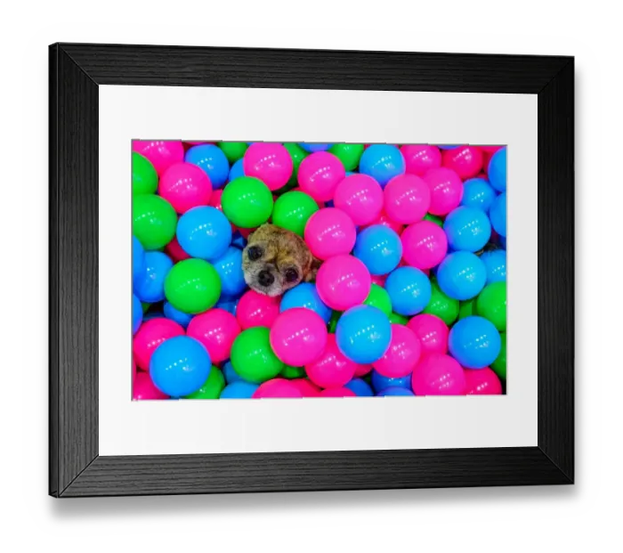 Framed Print : THAILAND-LIFESTYLE-PET-DOG