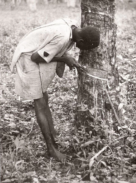 1940s East Africa Uganda - tapping rubber trees