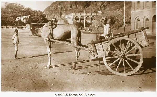 Aden - Yemen - Native Camel Cart