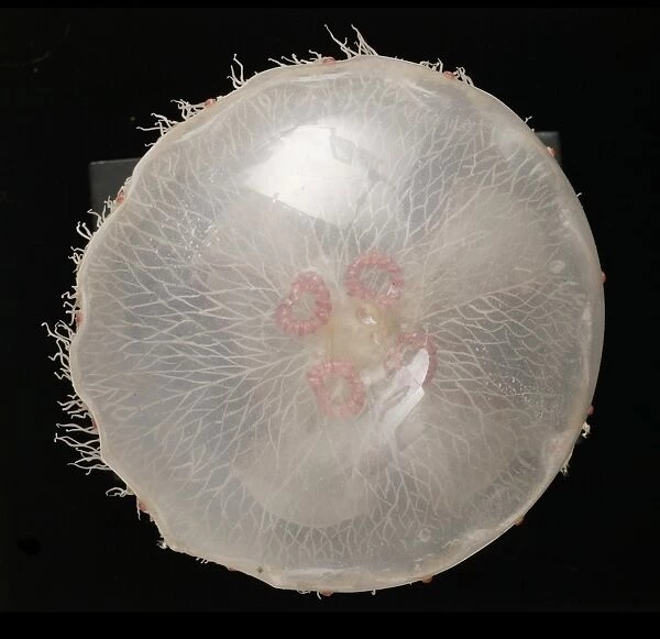 Aurelia aurita, jellyfish model
