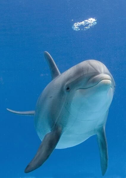Bottlenose dolphin - blowing air bubbles