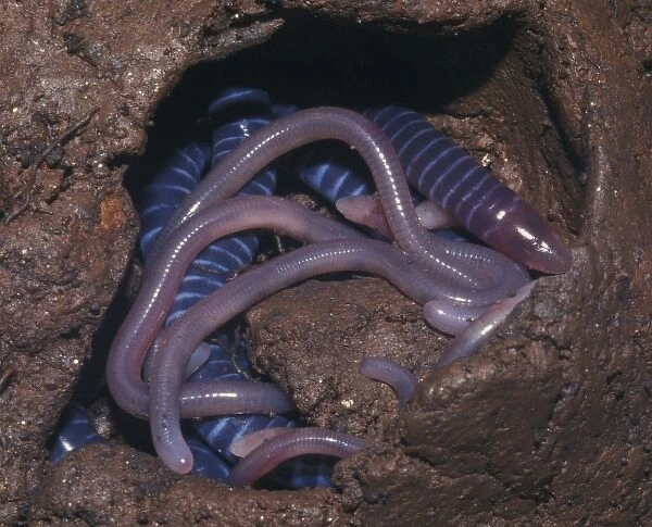 Brooding female caecilian with her young