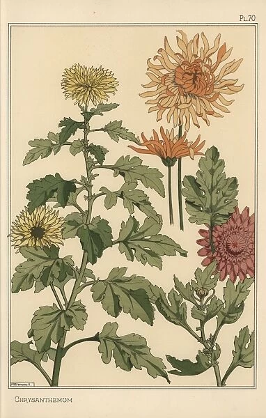 Chrysanthemum botanical study