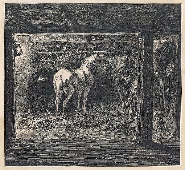 Coal  /  French Pit Ponies