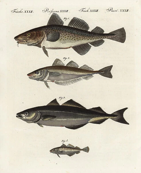 Cod, whiting, pollock and poor cod