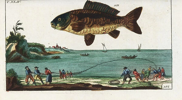 Common carp and fishermen hauling in a net from the beach