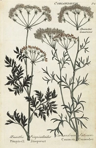 Coriander, Coriandrum sativum and Pimpinell