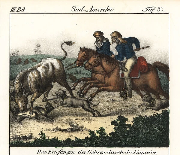 Cowboys (Vaquieros) of Brazil herding cattle