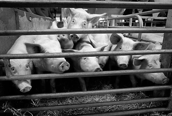 Curious pigs in a pen at Bury St Edmunds cattle market