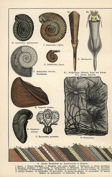 Extinct crinoids, ammonites and squid