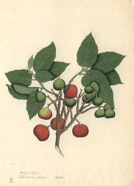 Ficus racemosa, cluster fig