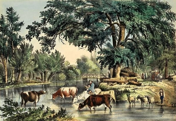 Fording the River with a cattle drive