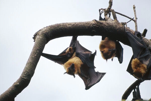 Fruit Bats  /  Common Flying  /  Large Flying Fox