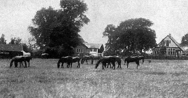 Horse serum farm at Elstree, 1915