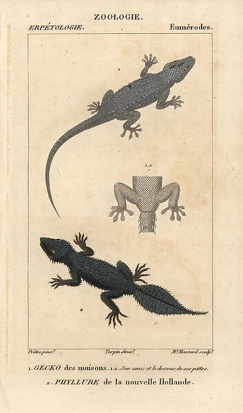 House gecko, Hemidactylus frenatus, and broad-tailed