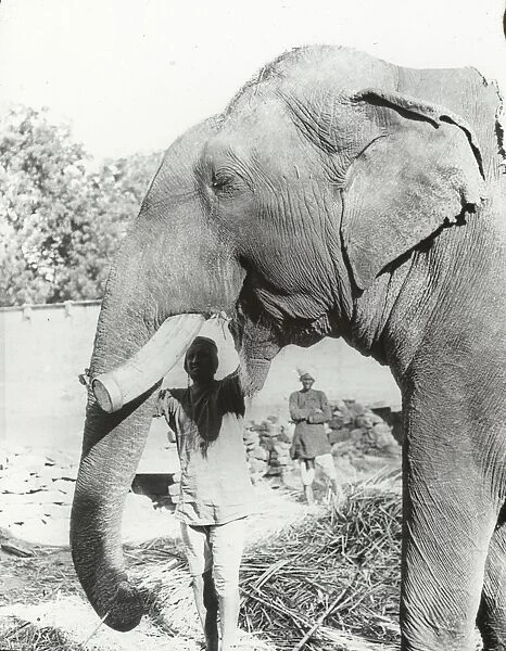 India - Tusked elephant, feeding (study of head), Gwalior