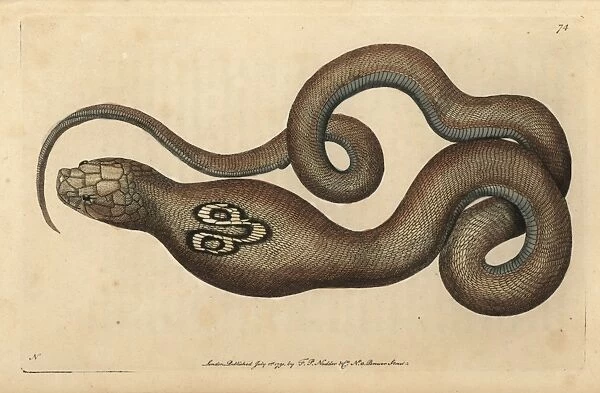 Indian cobra, spectacle snake or cobra de capello, Naja naja