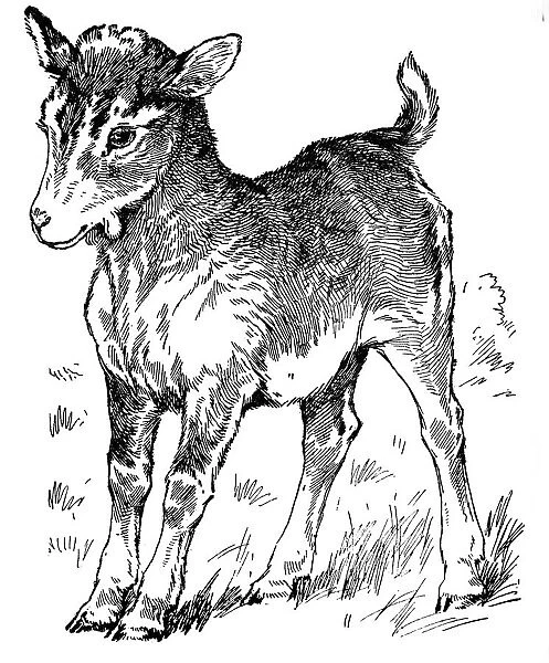 A kid (young goat)