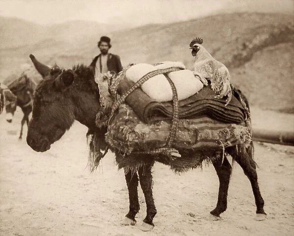 Laden Donkey owned by a Bakhtiari Tribesman